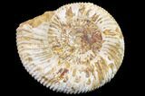 Jurassic Ammonite (Perisphinctes) Fossil - Madagascar #152788-1